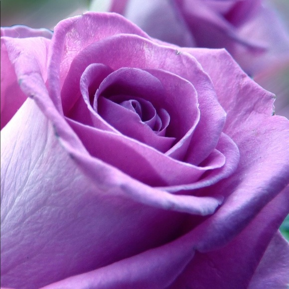irisandroses40